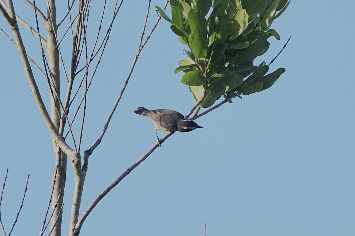 Bananaquit (Continental) - ML646477267