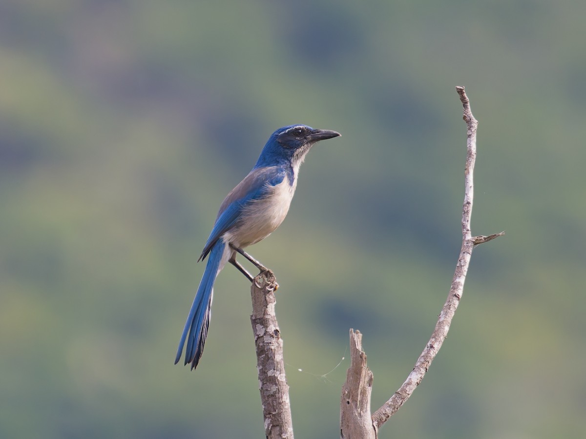 Kalifornienhäher - ML646477268