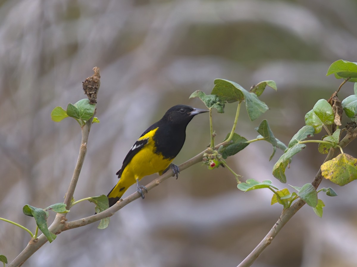 Kalifornientrupial - ML646477273