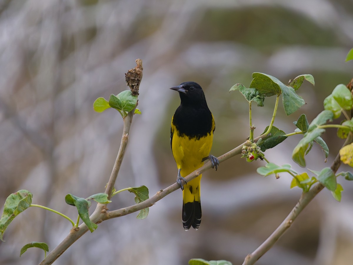 Kalifornientrupial - ML646477274