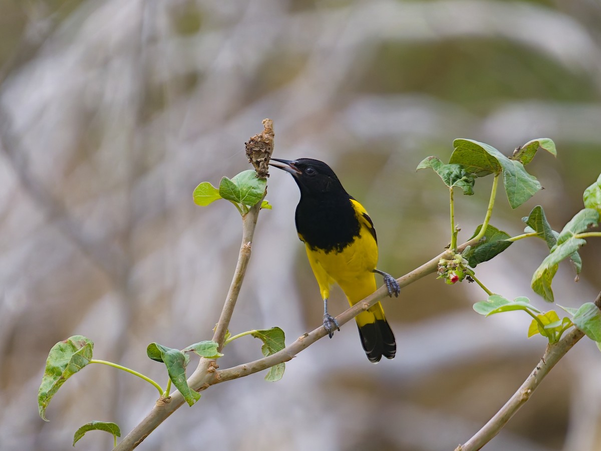 Kalifornientrupial - ML646477275