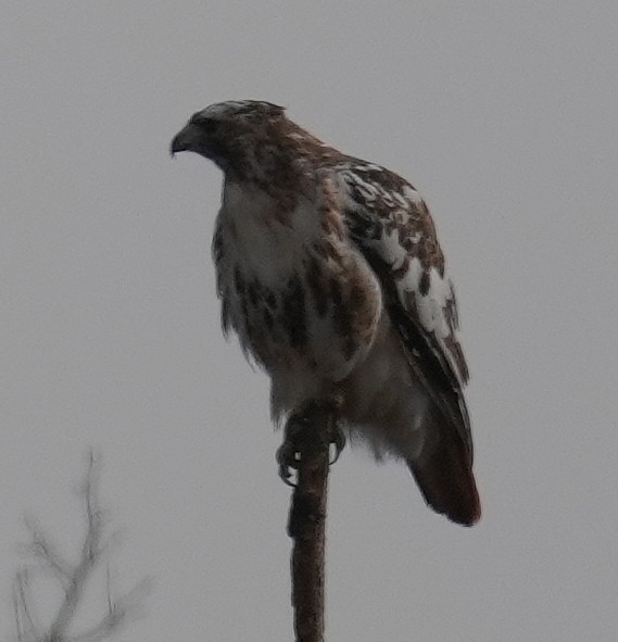 Red-tailed Hawk - ML646477278