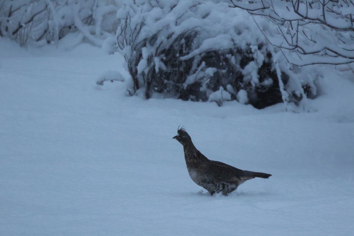 jeřábek kanadský - ML646477280