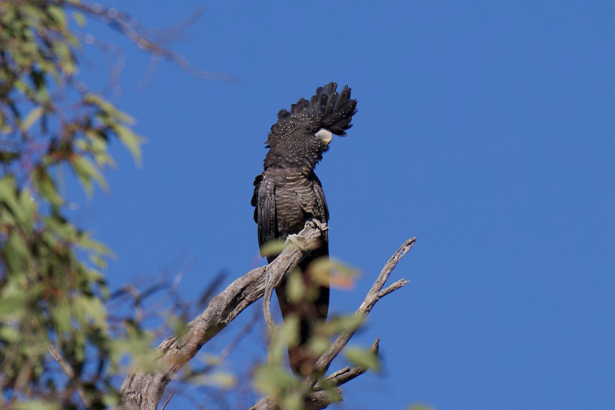 Red-tailed Black-Cockatoo - ML646477282
