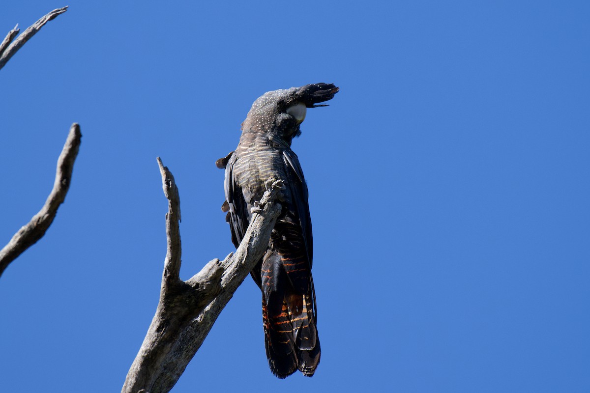 Red-tailed Black-Cockatoo - ML646477284