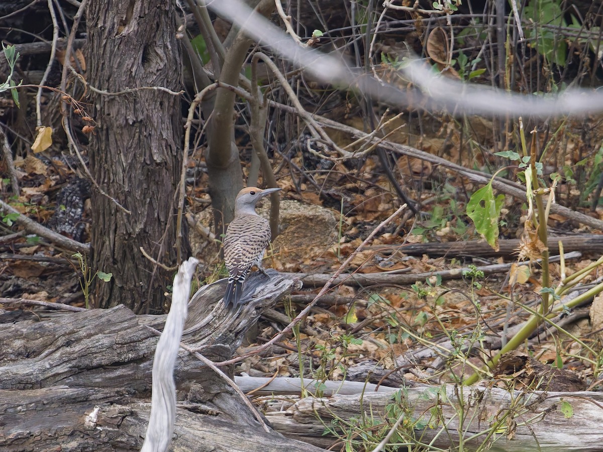 Wüstengoldspecht - ML646477288