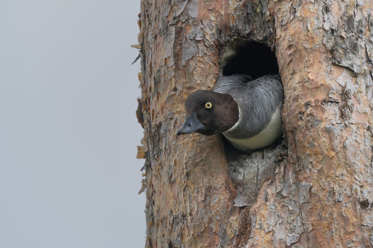 Common Goldeneye - ML646477289