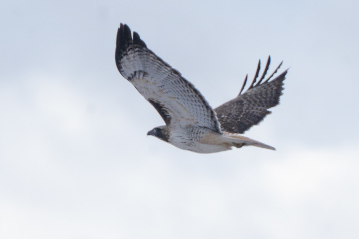 Red-tailed Hawk - ML646477290