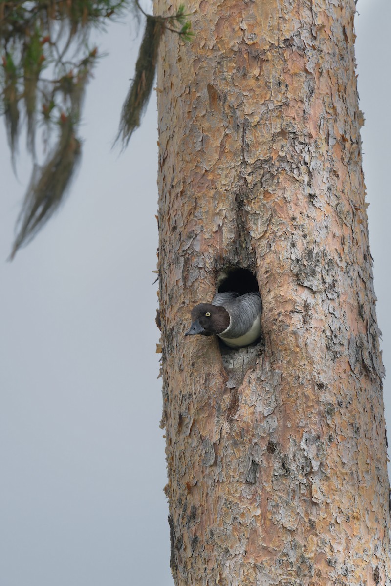 Common Goldeneye - ML646477291