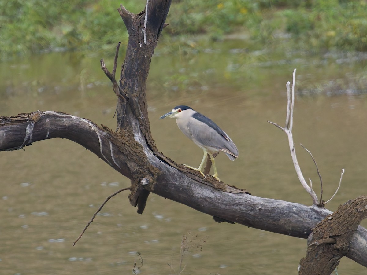 Nachtreiher - ML646477303