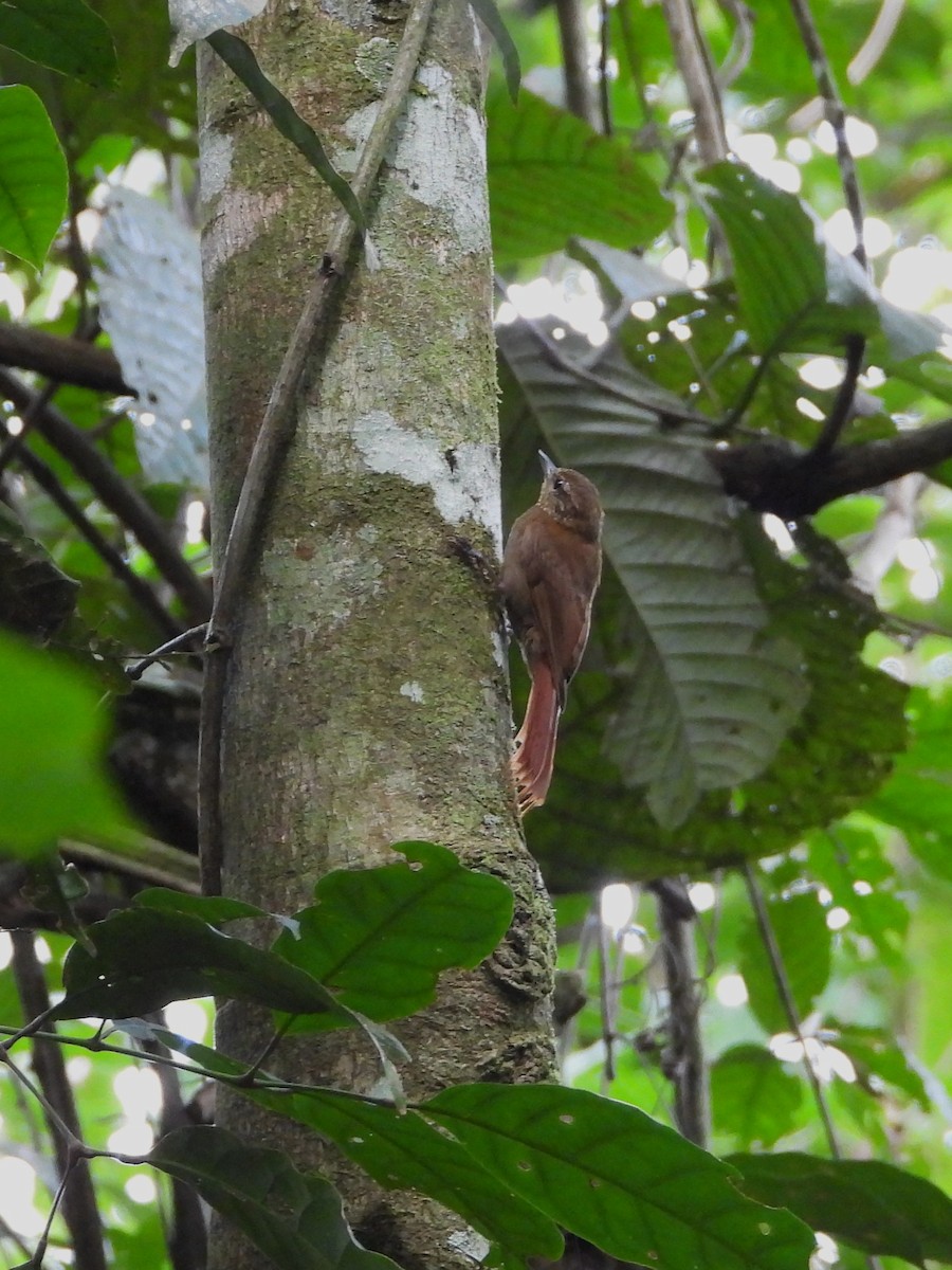 Wedge-billed Woodcreeper - ML646477306