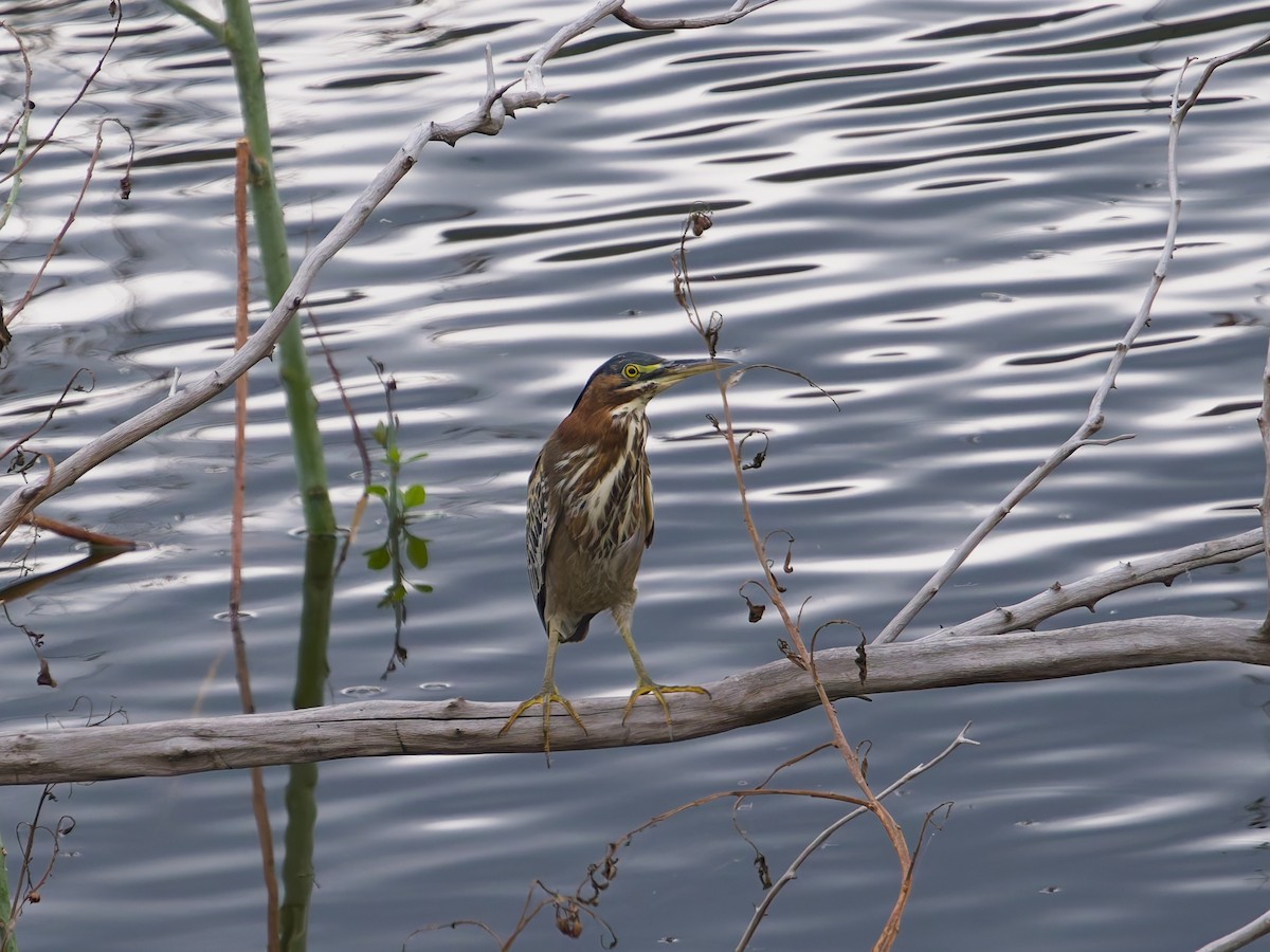 Grünreiher - ML646477308