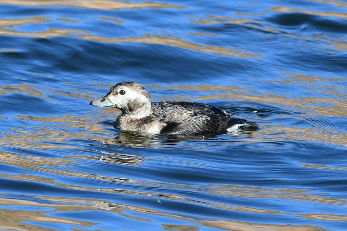 Long-tailed Duck - ML646477310
