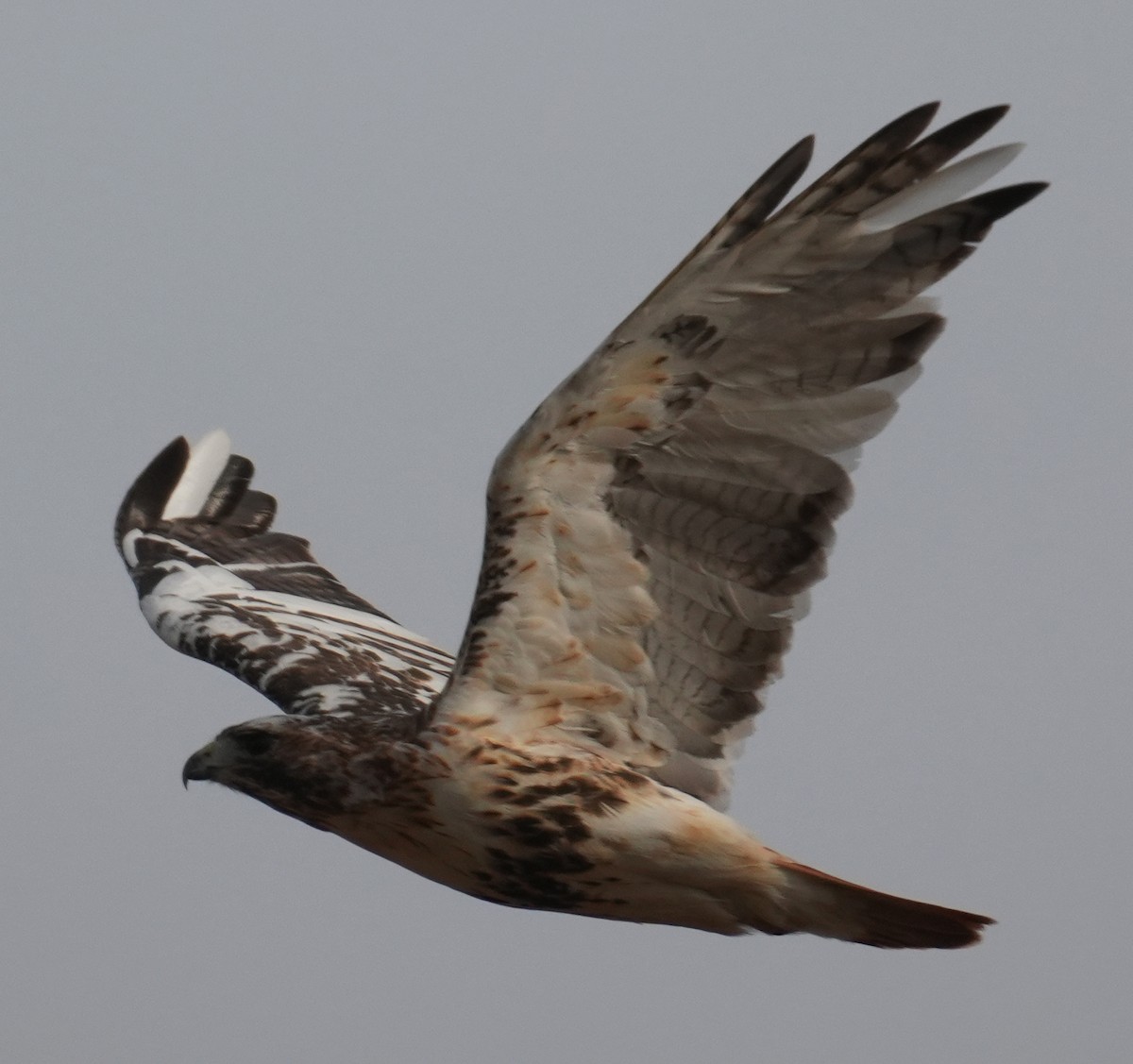 Red-tailed Hawk - ML646477311
