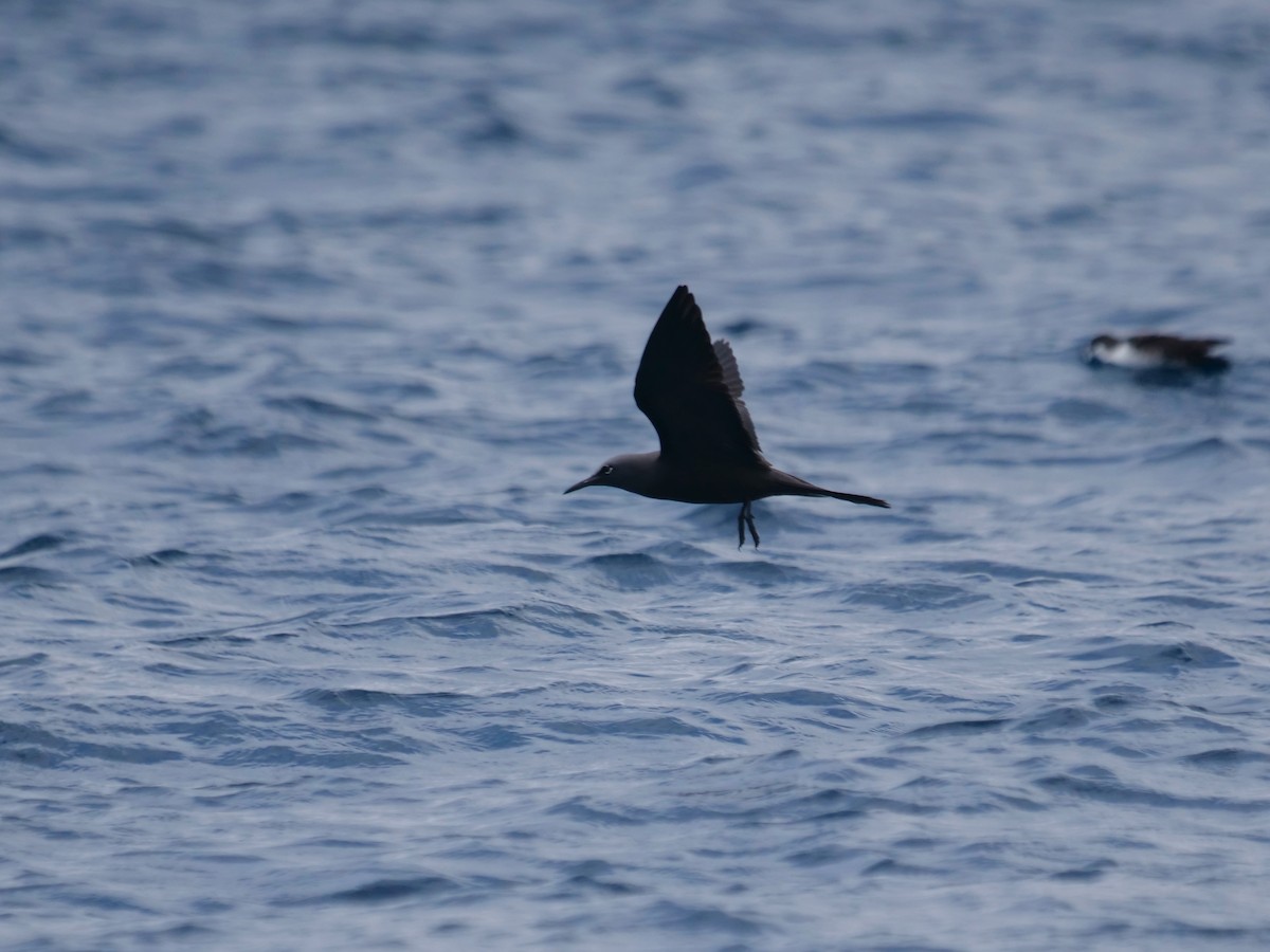 nody obecný - ML646477314