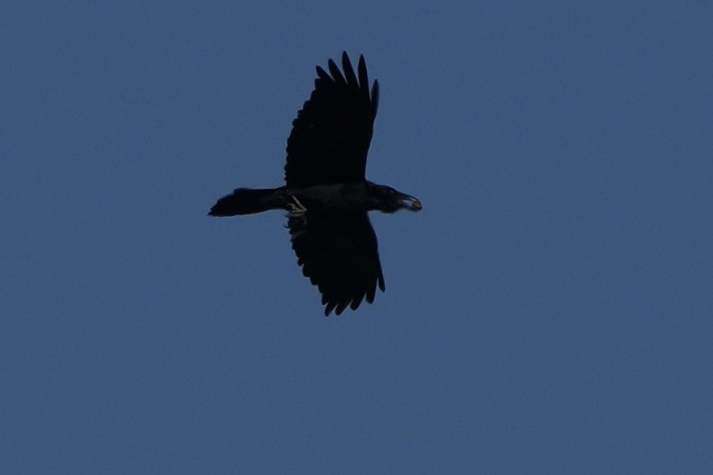 עורב שחור - ML646477317