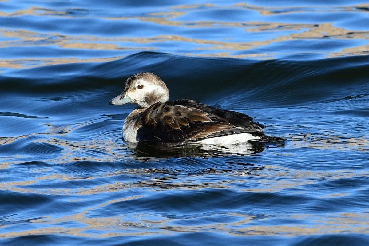 Long-tailed Duck - ML646477322