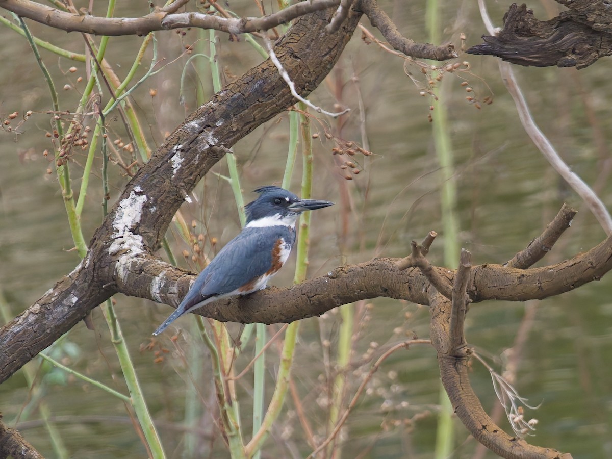 Gürtelfischer - ML646477323