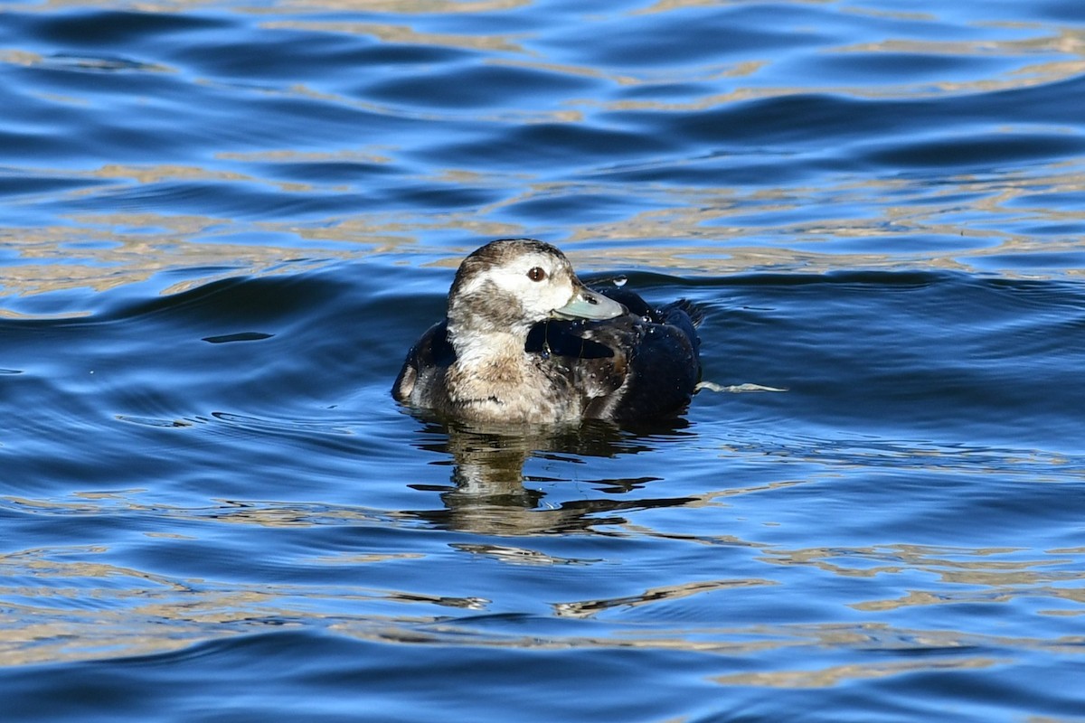 Long-tailed Duck - ML646477325