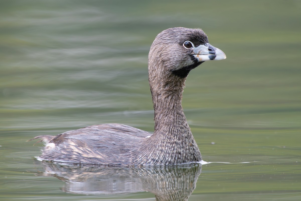 Pied-billed Grebe - ML646477326