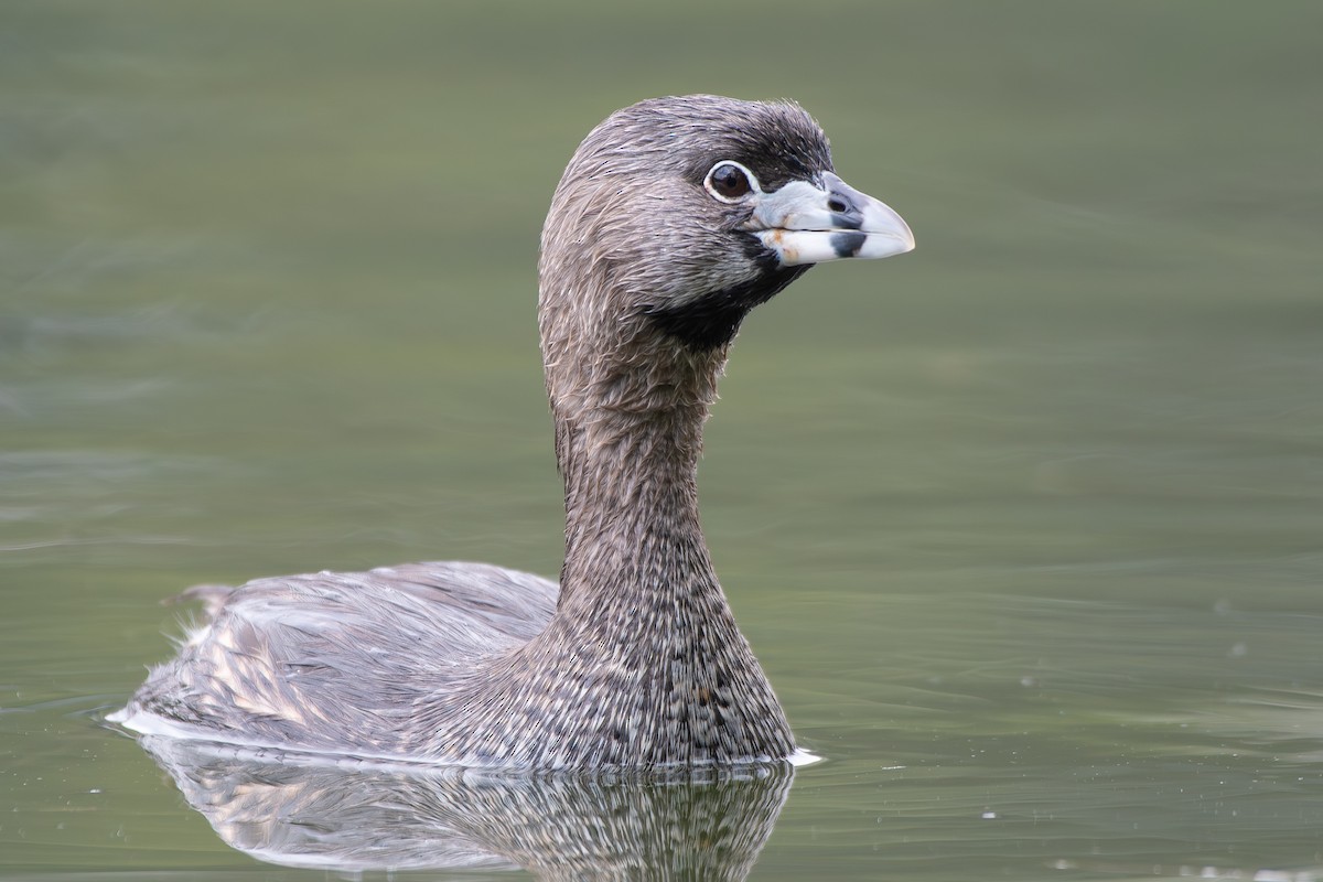 Pied-billed Grebe - ML646477327