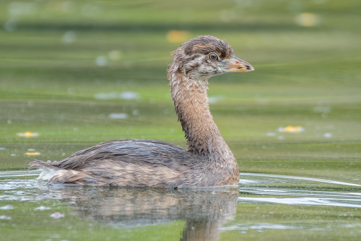 Pied-billed Grebe - ML646477328