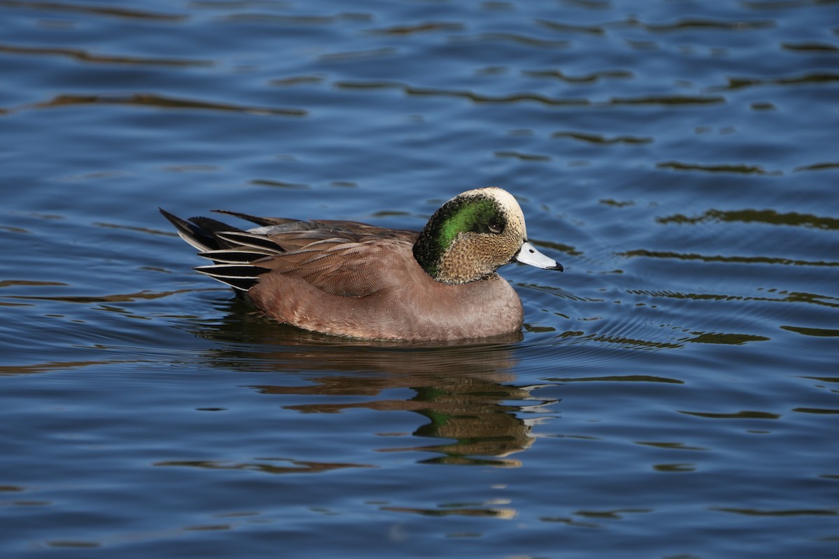 葡萄胸鴨 - ML646477330
