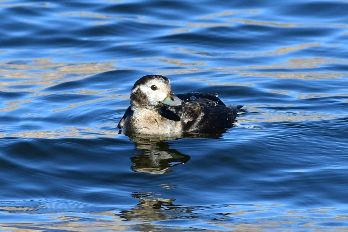 Long-tailed Duck - ML646477331