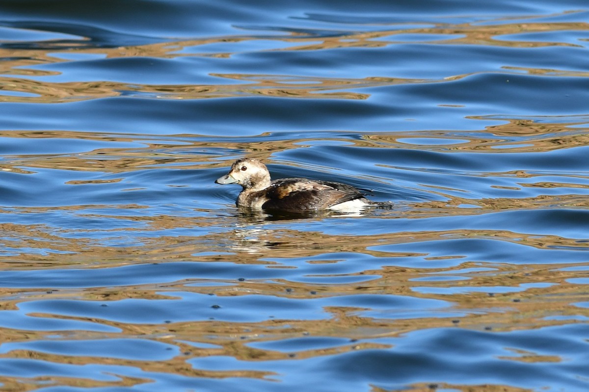 Long-tailed Duck - ML646477335