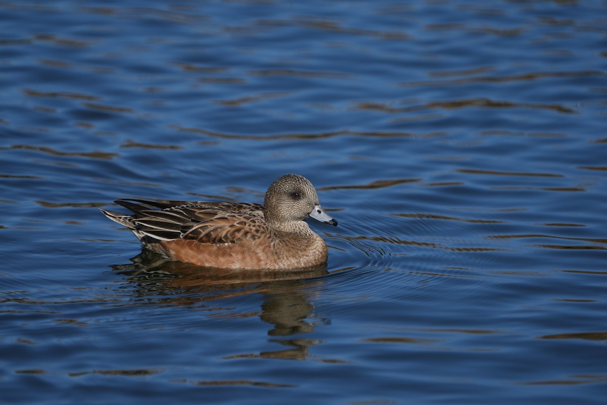 葡萄胸鴨 - ML646477336