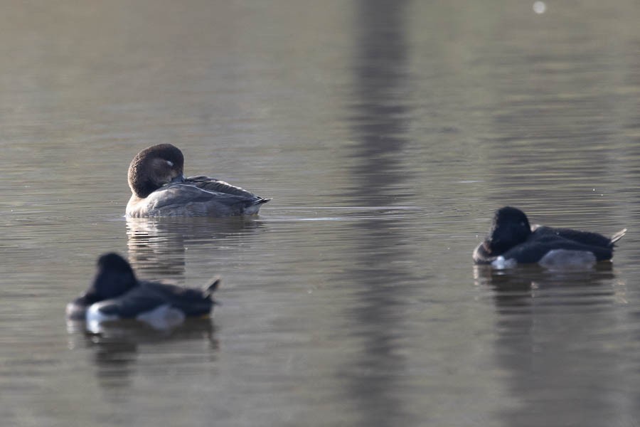 Moretta dal collare - ML646477343