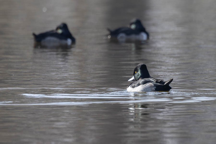 Moretta dal collare - ML646477344