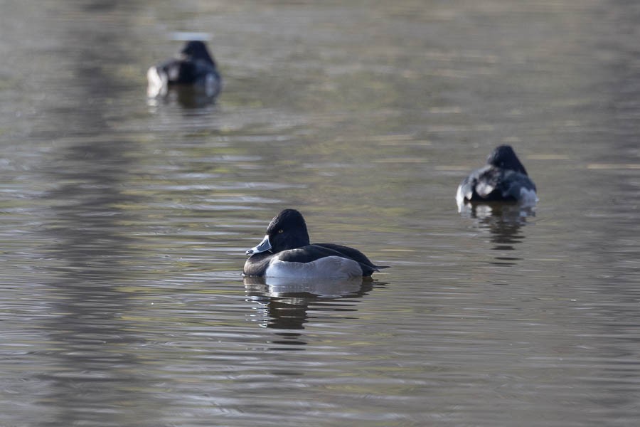 Moretta dal collare - ML646477345