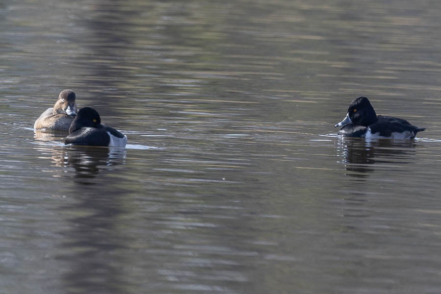 Moretta dal collare - ML646477346