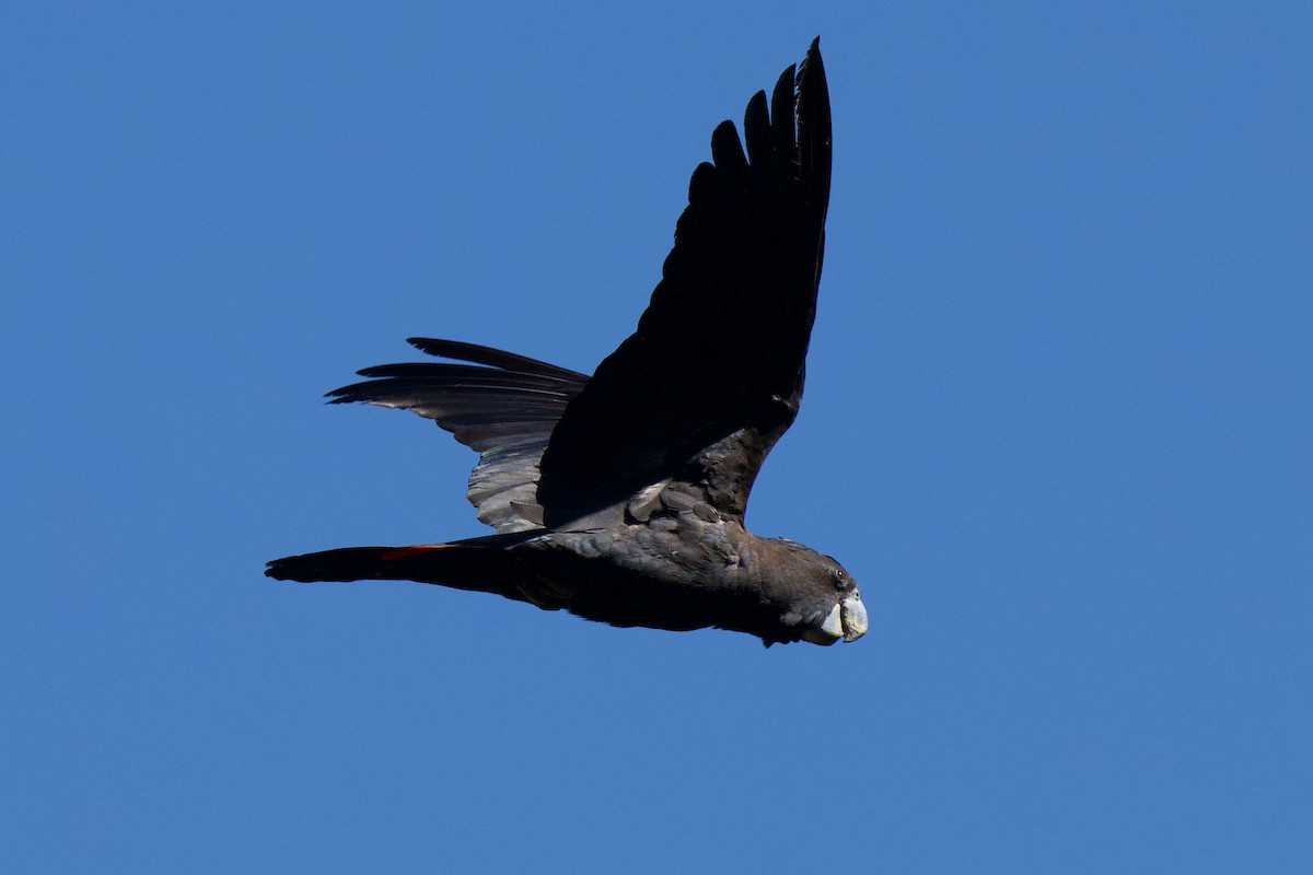 Red-tailed Black-Cockatoo - ML646477347