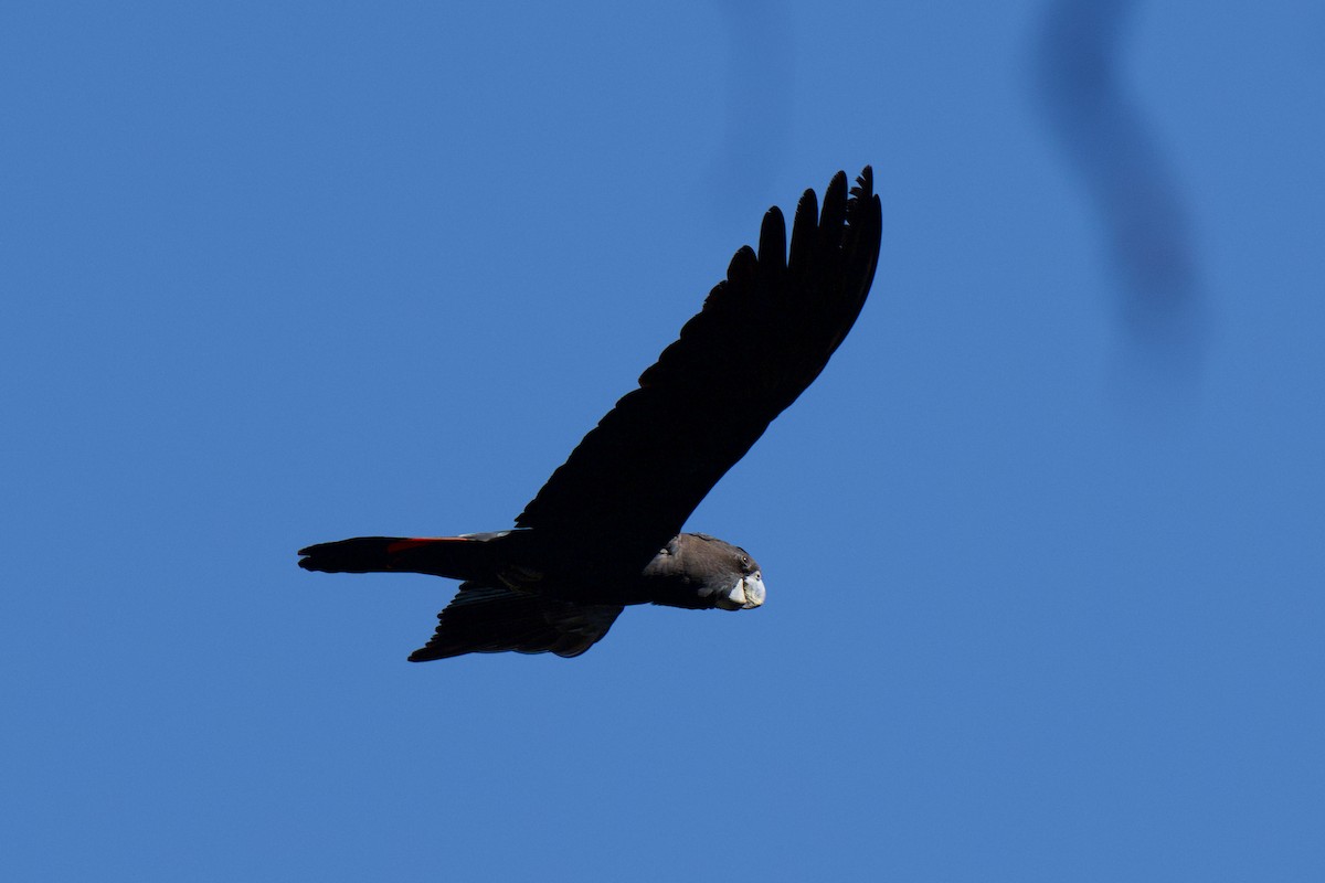 Red-tailed Black-Cockatoo - ML646477348