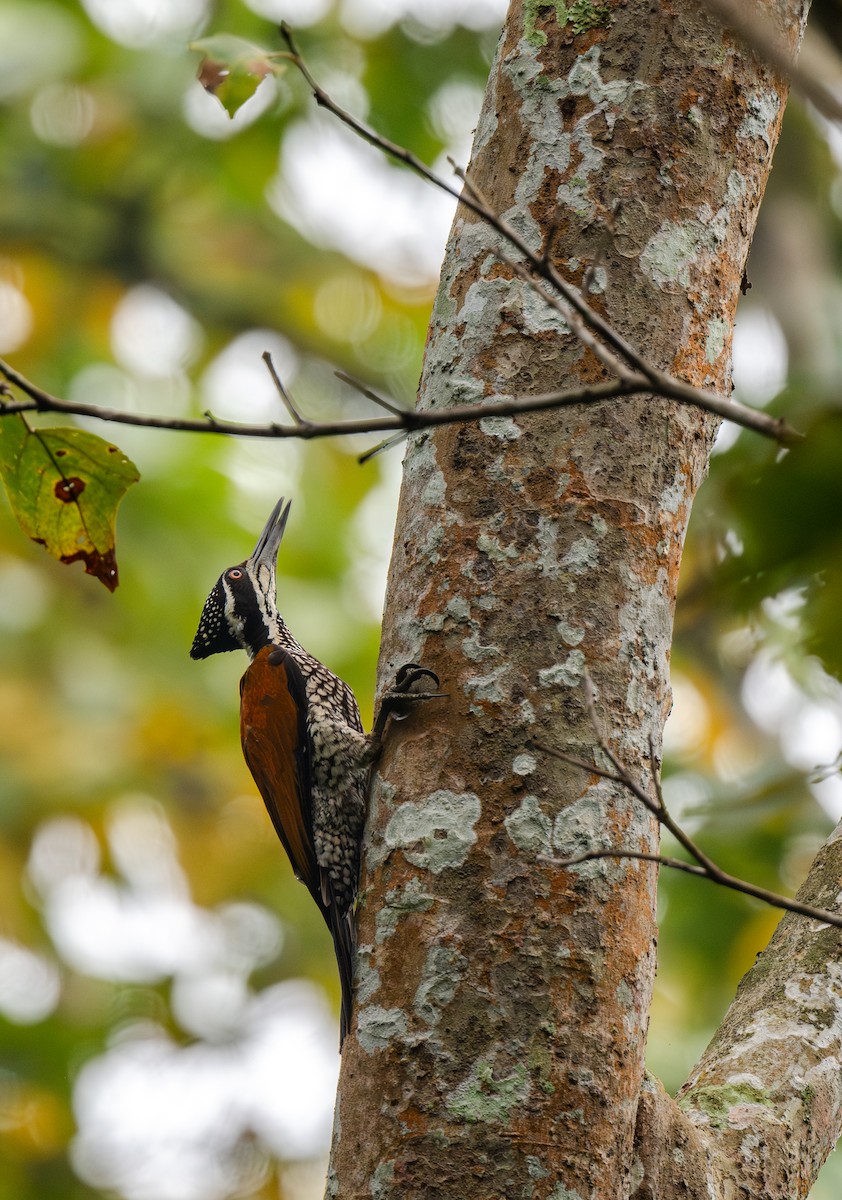 Дзьобак індокитайський - ML646477349