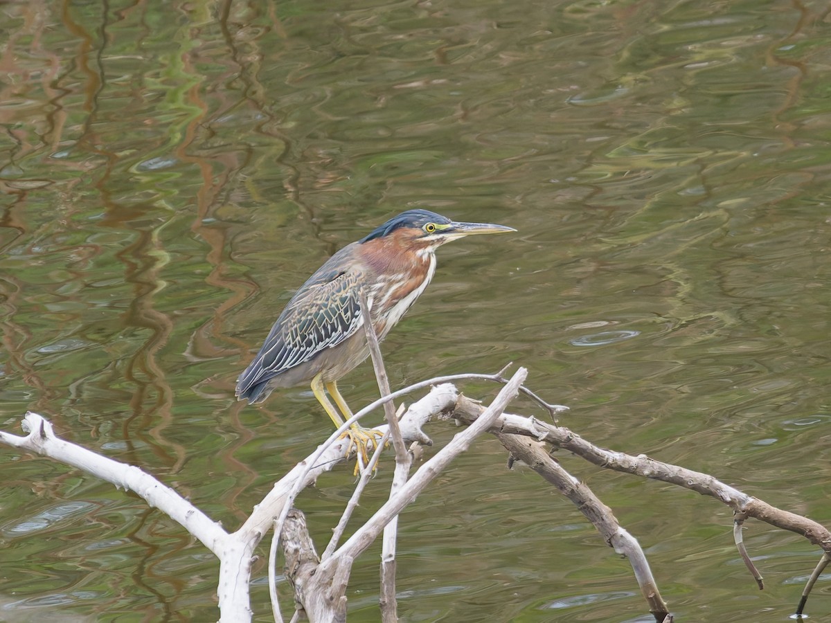 Grünreiher - ML646477353