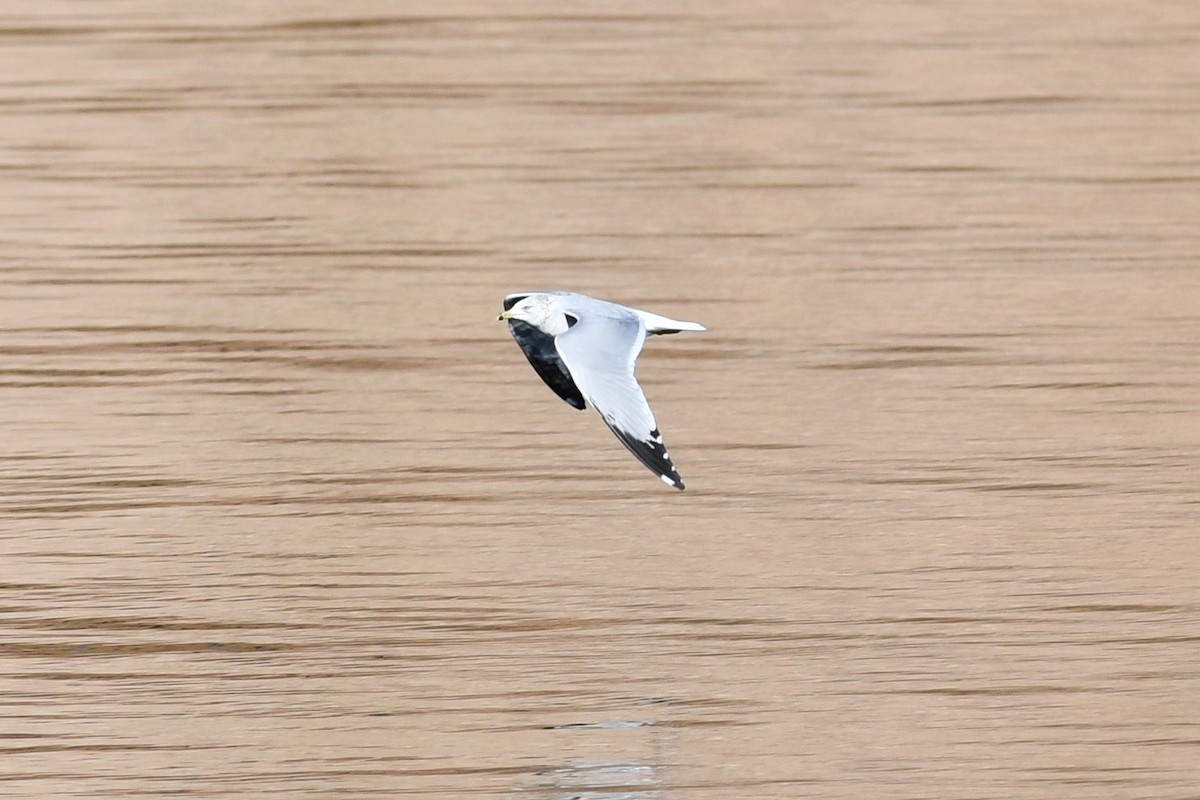 Ring-billed Gull - ML646477354