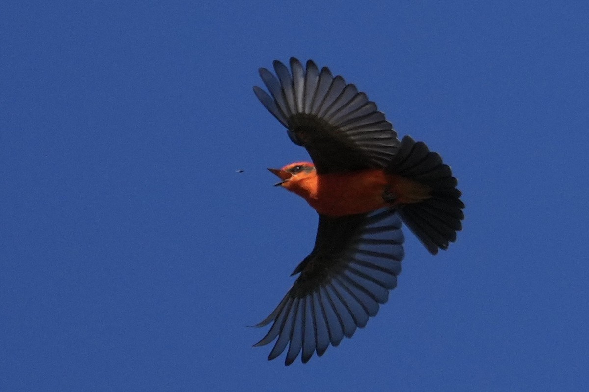 Vermilion Flycatcher - ML646477355