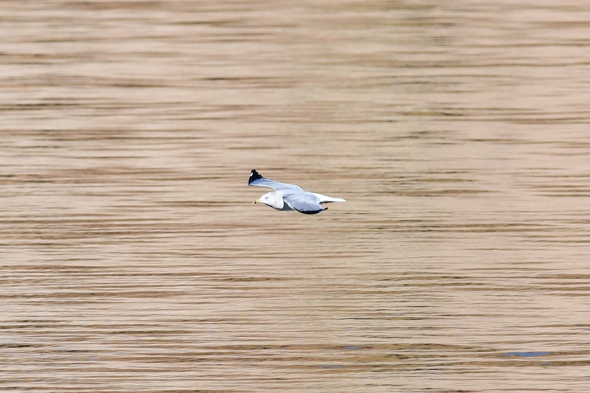 Ring-billed Gull - ML646477356