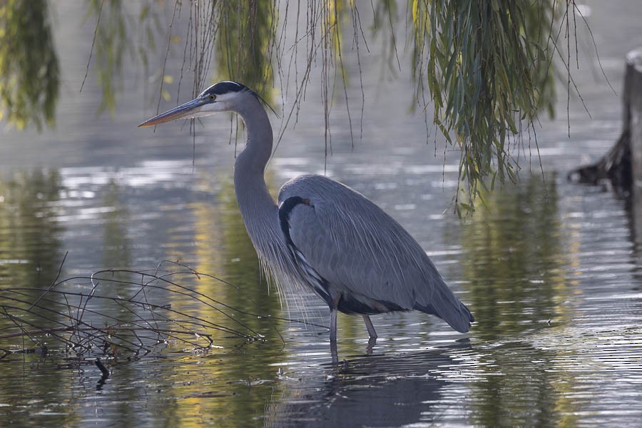 Great Blue Heron - ML646477358