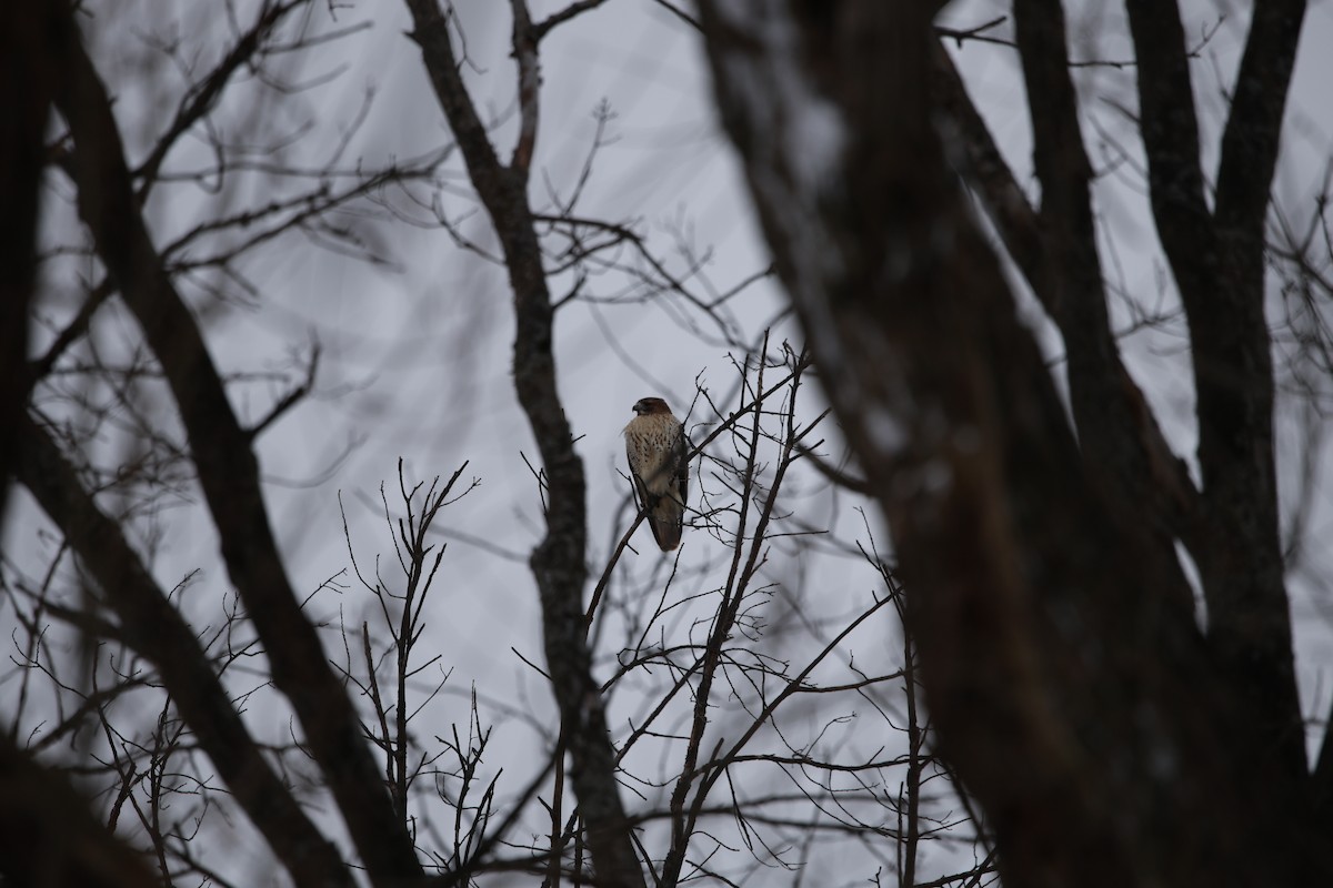Red-tailed Hawk - ML646477359