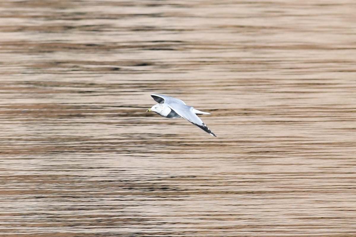 Ring-billed Gull - ML646477360