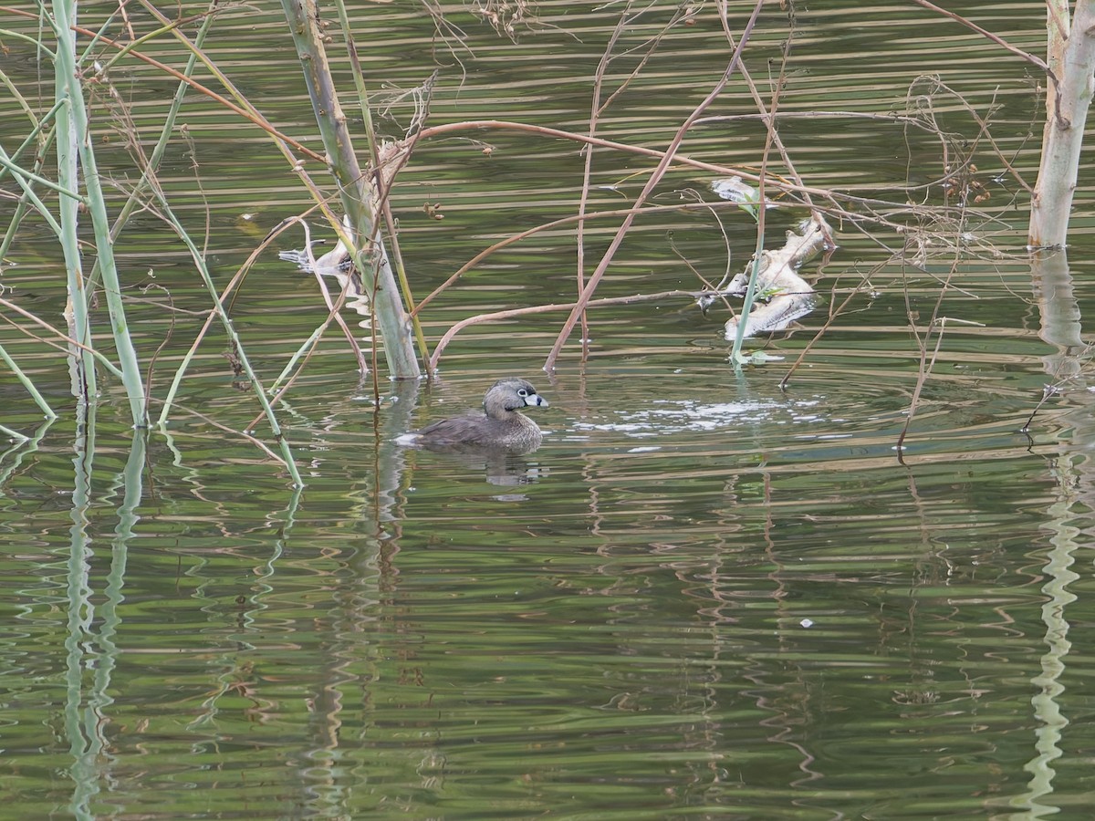 Bindentaucher - ML646477361