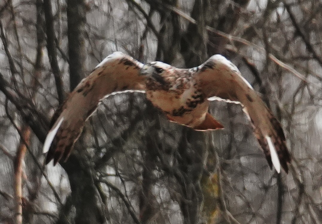 Red-tailed Hawk - ML646477365