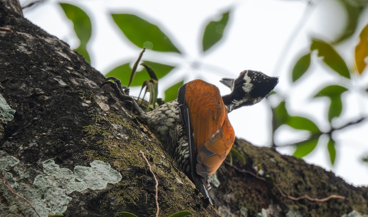 Greater Flameback - ML646477366
