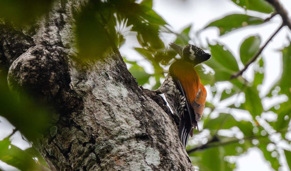 Greater Flameback - ML646477367