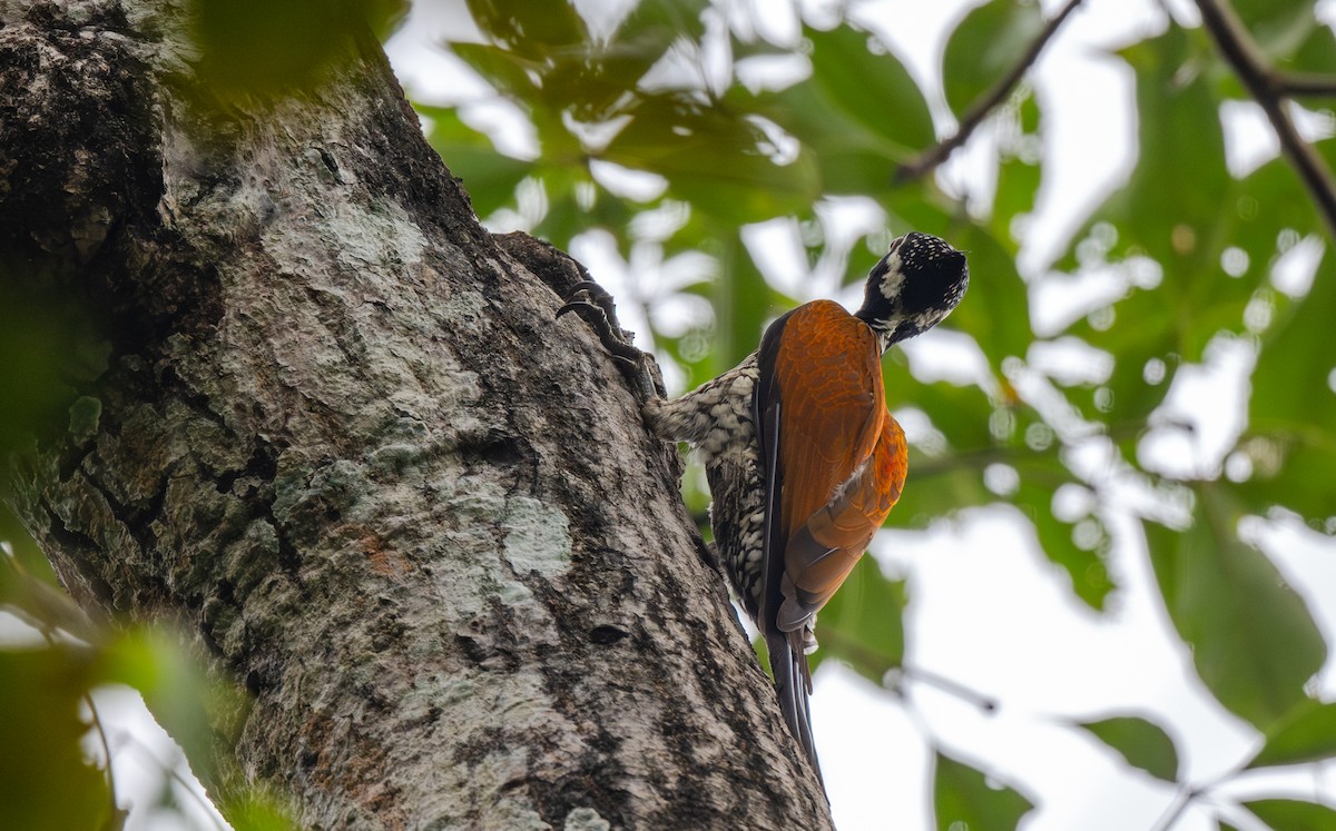 Greater Flameback - ML646477368