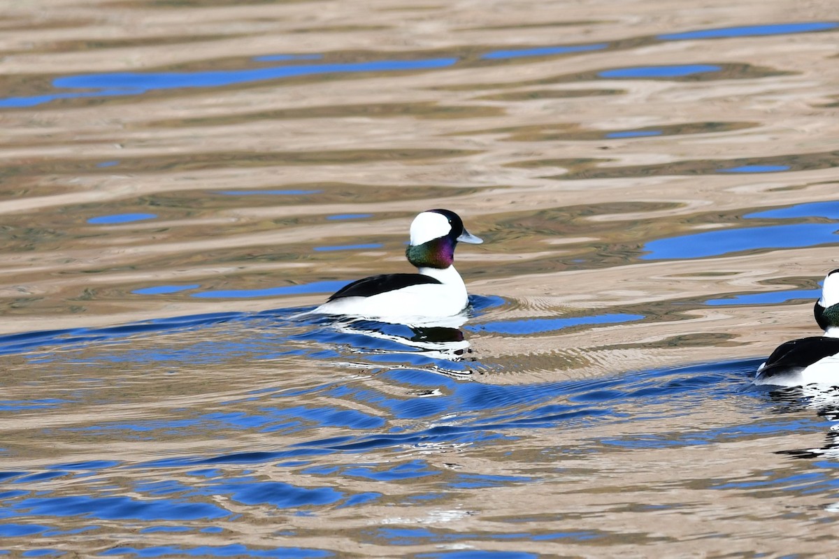 Bufflehead - ML646477369